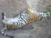 800px-Panthera_tigris3.jpg